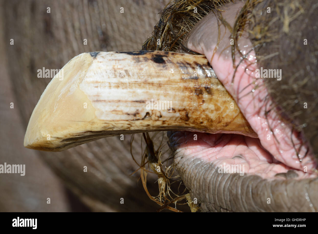 Canine brosmio o avorio dente di ippopotamo comune o di Ippona, Hippopotamus amphibius Foto Stock