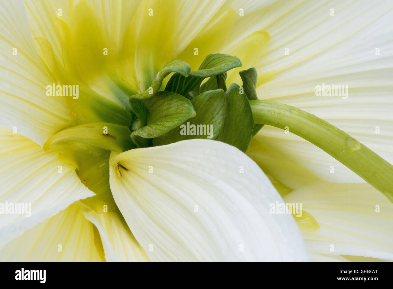 Dahlia Fiore burst con bianco brillante splendore. Point Defiance Park, Tacoma, WA vanta splendidi giardini compresa Rose Gardens Foto Stock