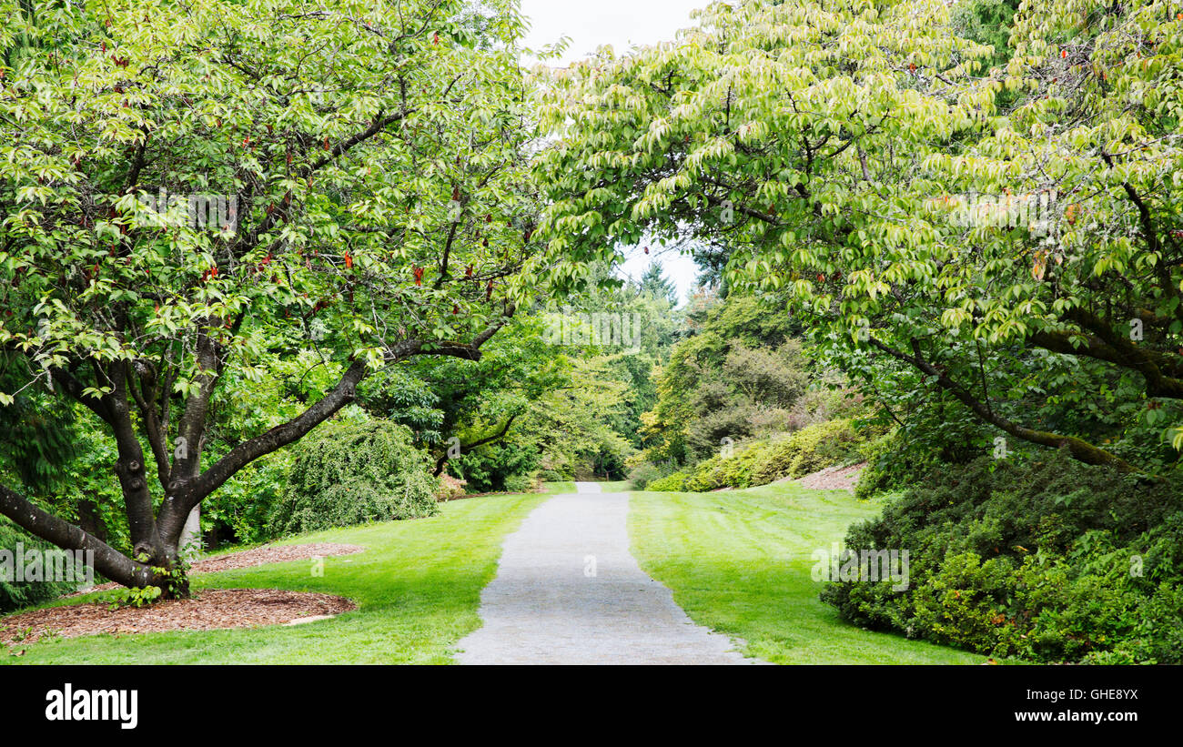 Modo di azalea trail, Washington Park Arboretum, Seattle, Washington, Stati Uniti d'America. Gli alberi di ciliegio sentiero di linea. Foto Stock