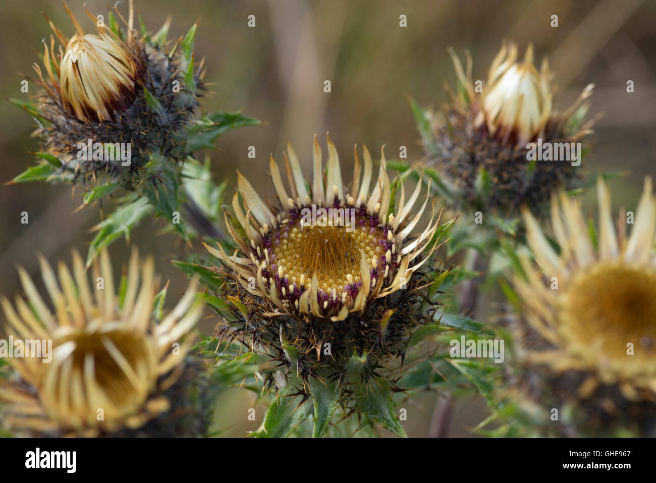 Cardo selvatico Carline Foto Stock