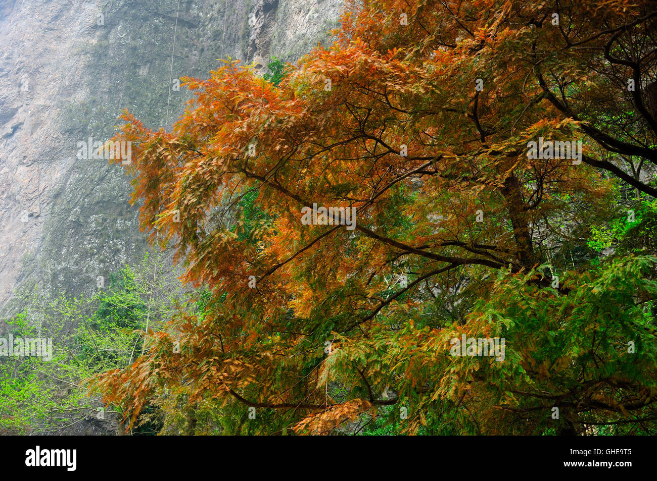 Un deciduo pino con il cambiamento di fogliame presso il buddista LingyanTemple in Yandangshan situato nella provincia dello Zhejiang della Cina. Foto Stock