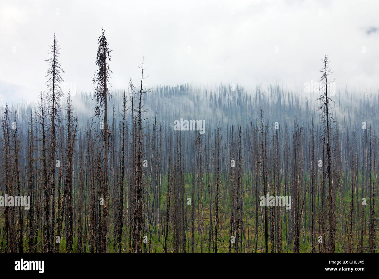 Carbonizzati Lodgepole pino bruciato dal fuoco della foresta, Kootenay National Park, British Columbia, Canadian Rockies, Canada Foto Stock