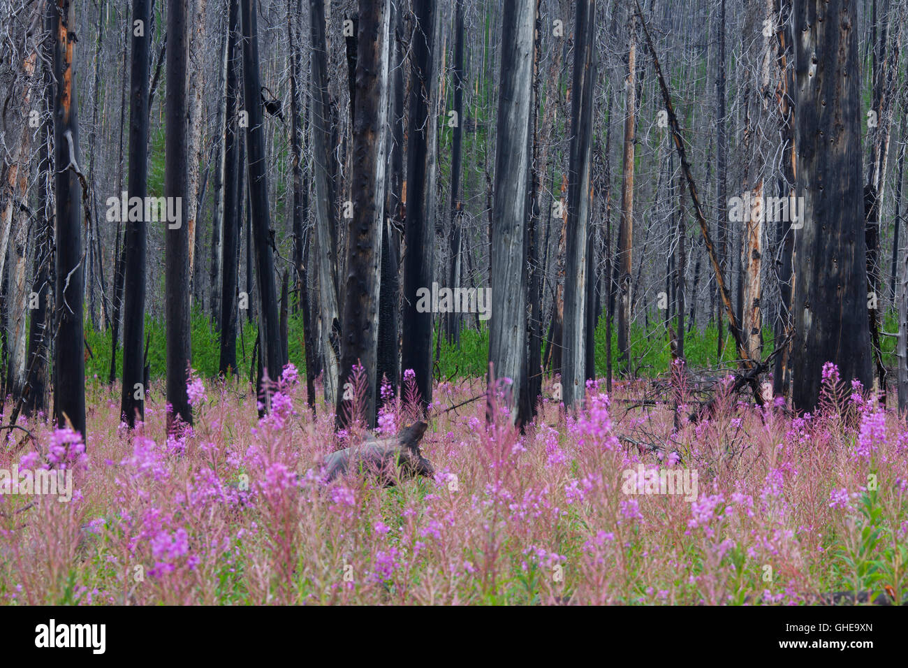 Fireweed / grande willowherb prospera nella foresta tra carbonizzati tronchi d albero dopo wildfire, Kootenay NP, British Columbia, Canada Foto Stock