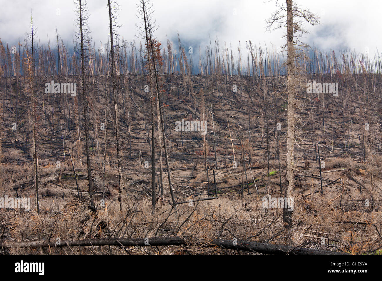 Carbonizzati tronchi d albero bruciato dal fuoco della Foresta, Parco Nazionale di Jasper, Alberta, Canada Foto Stock
