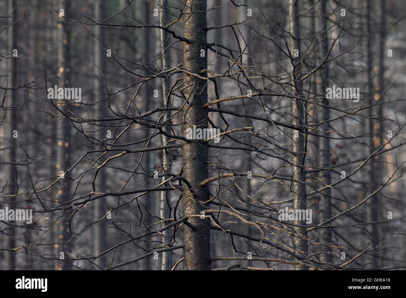 Albero bruciato tronchi dopo wildfire nella foresta di conifere Foto Stock