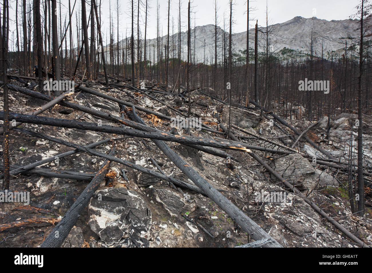 Carbonizzati tronchi di alberi e terra bruciata bruciato dal fuoco della Foresta, Parco Nazionale di Jasper, Alberta, Canada Foto Stock