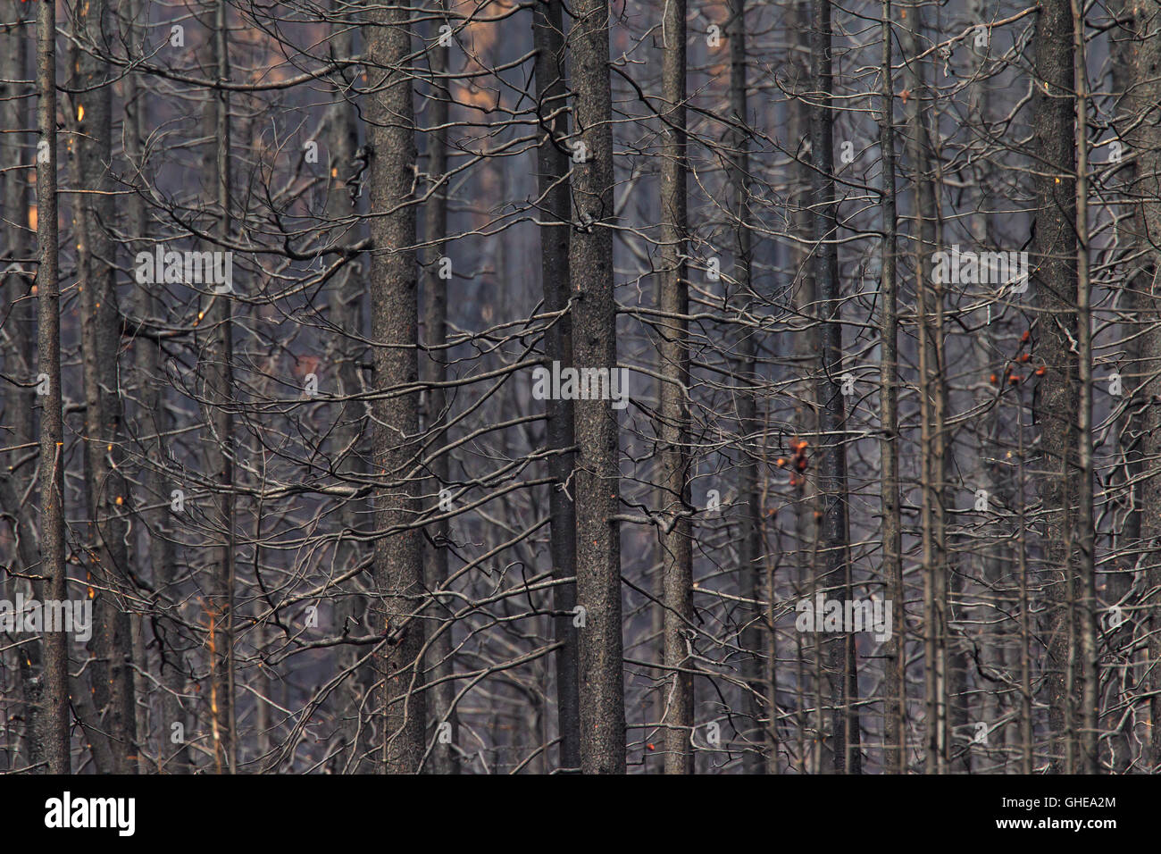 Albero bruciato tronchi dopo wildfire nella foresta di conifere Foto Stock