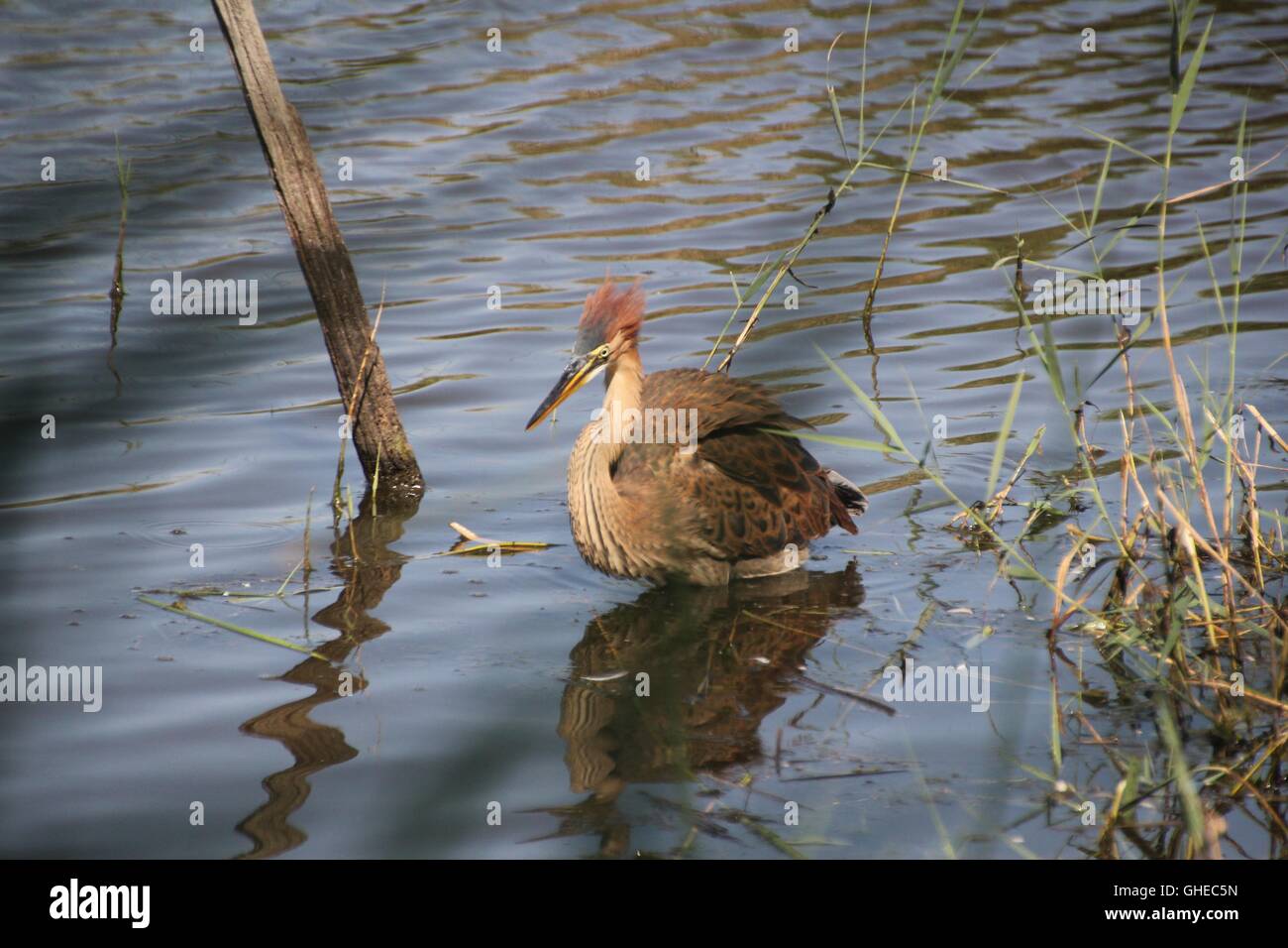 Airone rosso guadare in acqua. Foto Stock