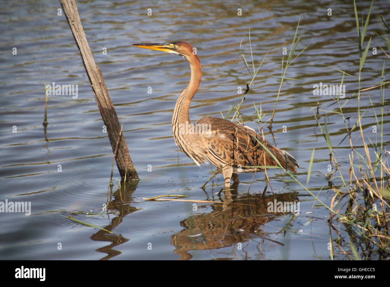 Airone rosso guadare in acqua. Foto Stock