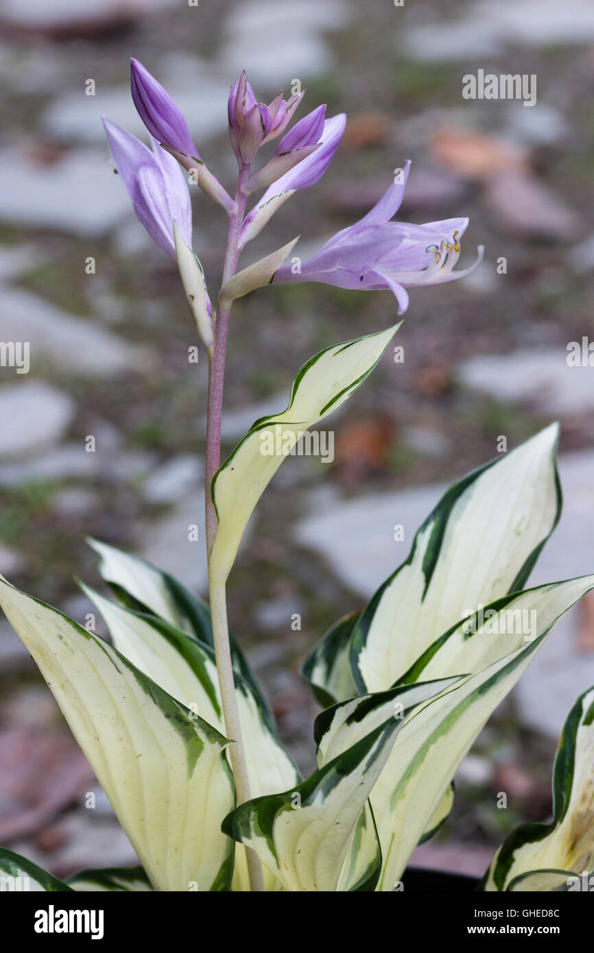 Bianco fortemente variegata di fogliame e violetta lily come fiori dell'ardito perenne, Hosta 'fuoco e ghiaccio' Foto Stock