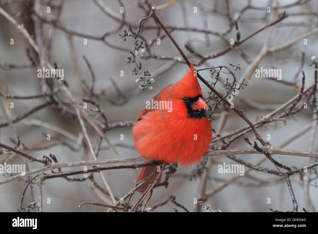 Il Cardinale nord maschio appollaiato in un albero con neve sul suo conto. Foto Stock