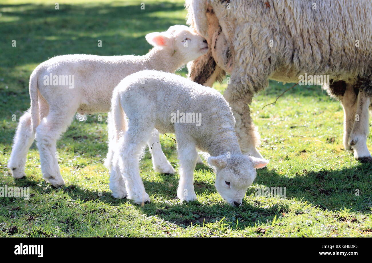 Agnelli gemellare Foto Stock