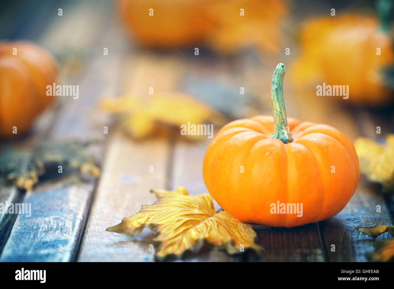 Autunno sfondo di zucca Foto Stock
