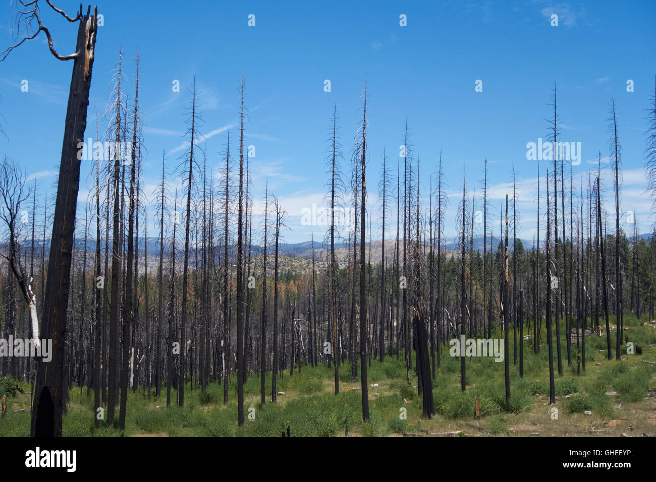 Alberi distrutto da un incendio di foresta. In California. Stati Uniti d'America Foto Stock