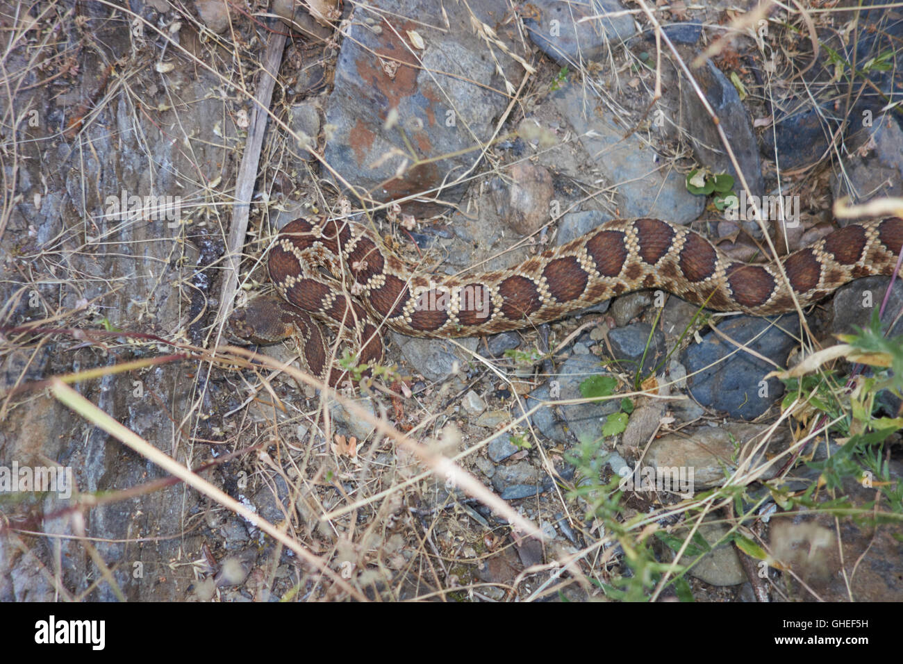 Rattlesnake mimetizzata nel sottobosco. In California. Stati Uniti d'America Foto Stock Rattlesnake mimetizzata nel sottobosco. In California. Stati Uniti d'America Foto Stock