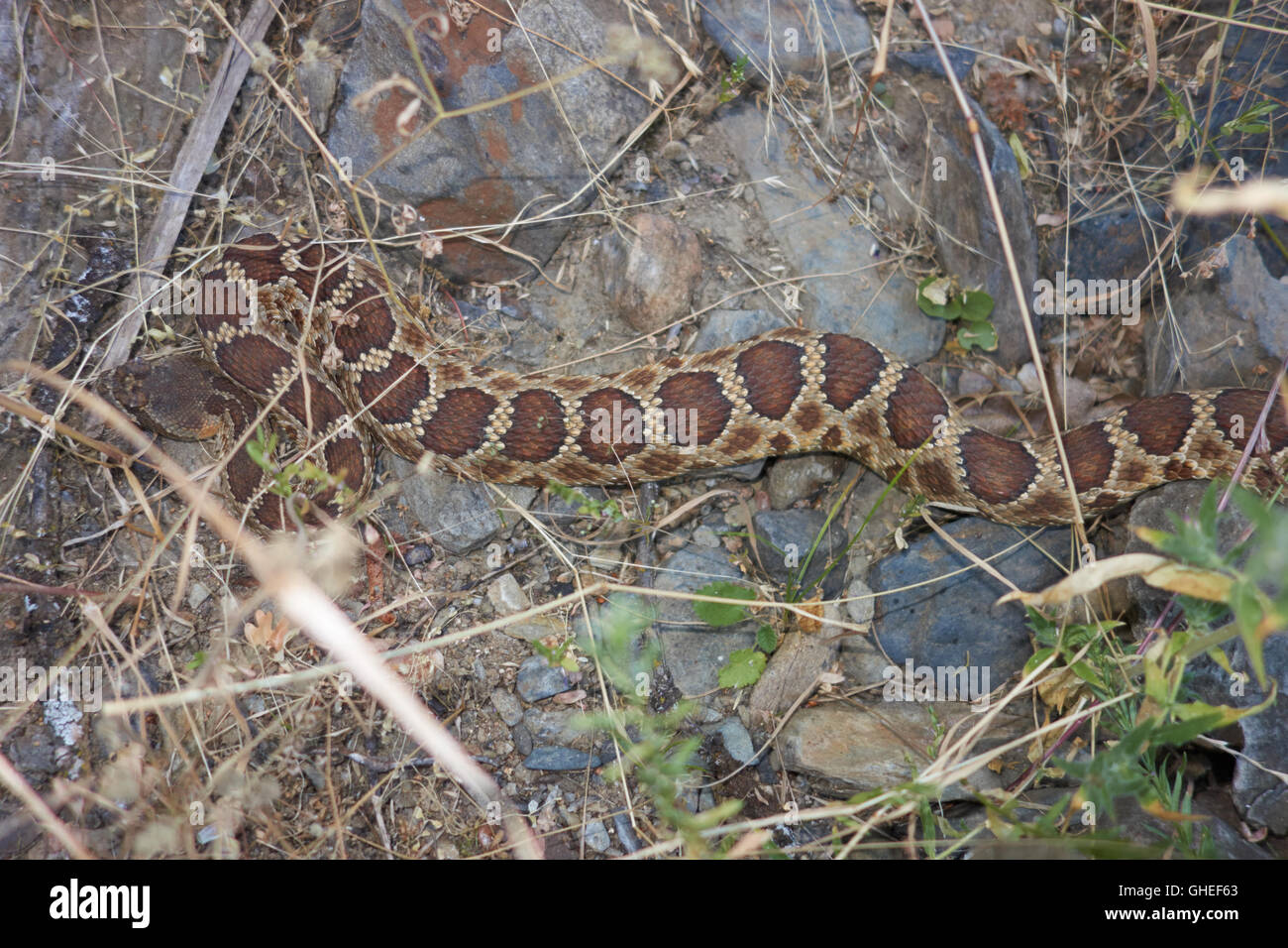 Rattlesnake mimetizzata nel sottobosco. In California. Stati Uniti d'America Foto Stock Rattlesnake mimetizzata nel sottobosco. In California. Stati Uniti d'America Foto Stock