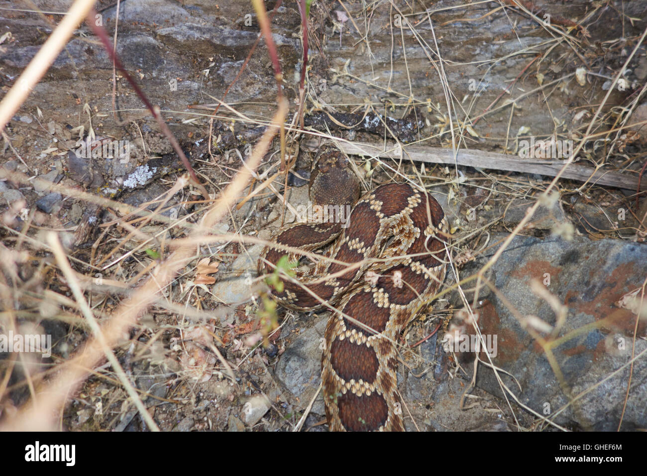 Rattlesnake mimetizzata nel sottobosco. In California. Stati Uniti d'America Foto Stock Rattlesnake mimetizzata nel sottobosco. In California. Stati Uniti d'America Foto Stock