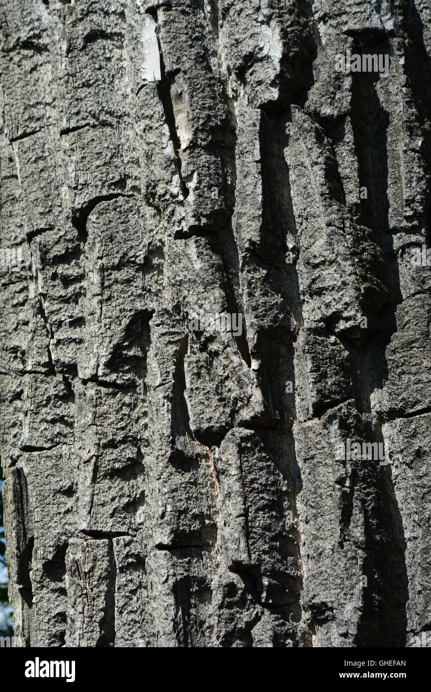 Immagini in bianco e nero nel punto di polizia Park Foto Stock