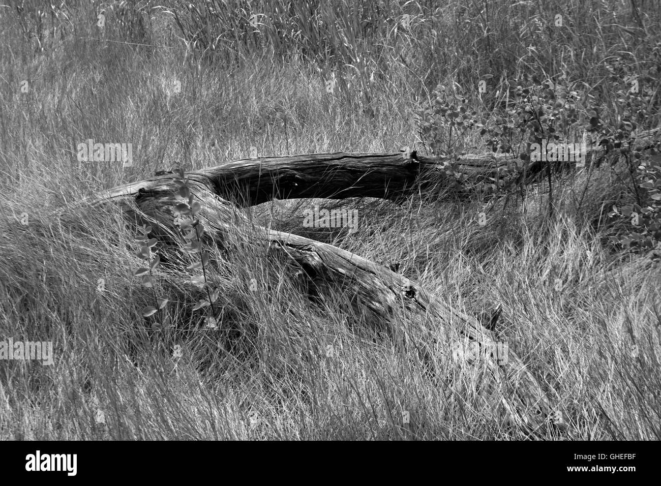 Immagini in bianco e nero nel punto di polizia Park Foto Stock