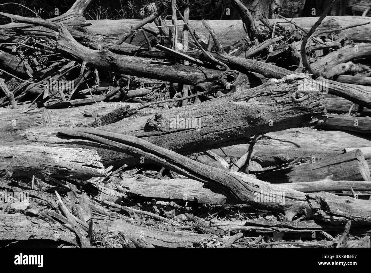 Immagini in bianco e nero nel punto di polizia Park Foto Stock
