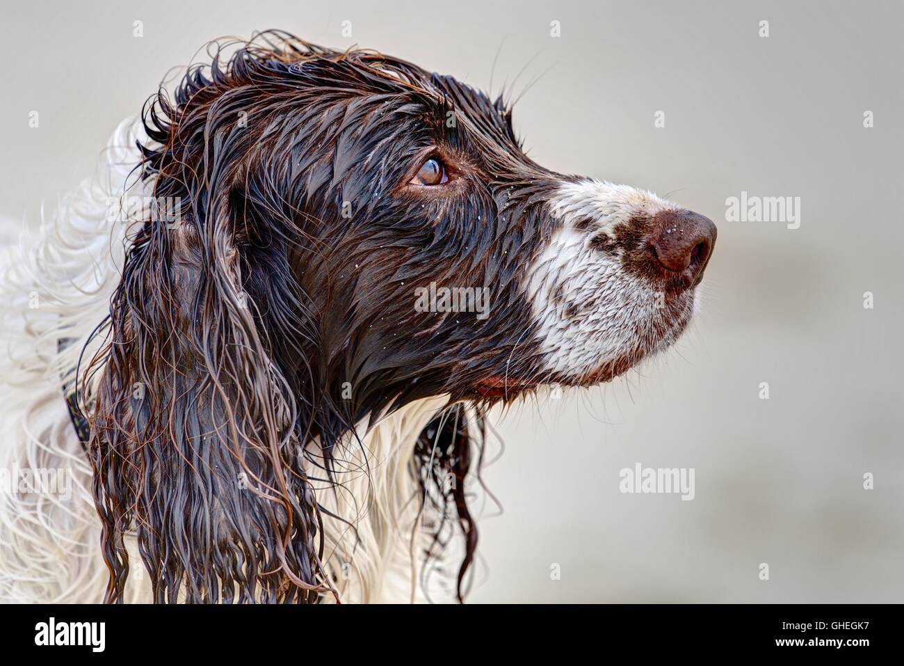 Una Springer Spaniel (solo testa) imbevuto con un espressione di dolore di andare in mare contro i proprietari desideri. Foto Stock