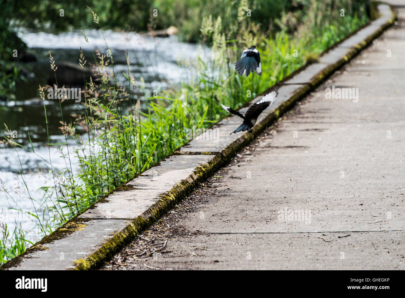 Due gazze (Pica pica) battenti Foto Stock