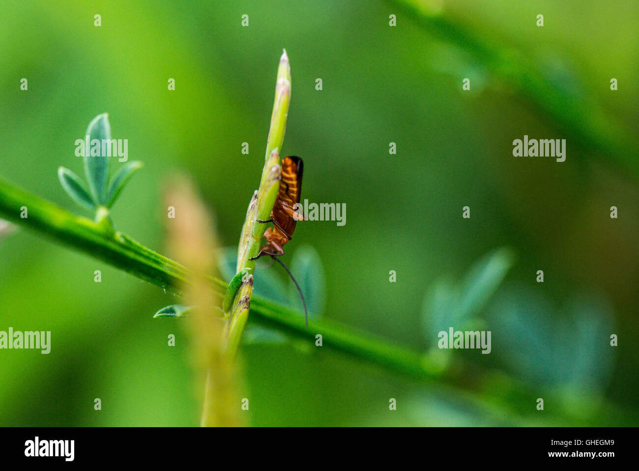Comune soldato rosso beetle (Rhagonycha fulva) Foto Stock