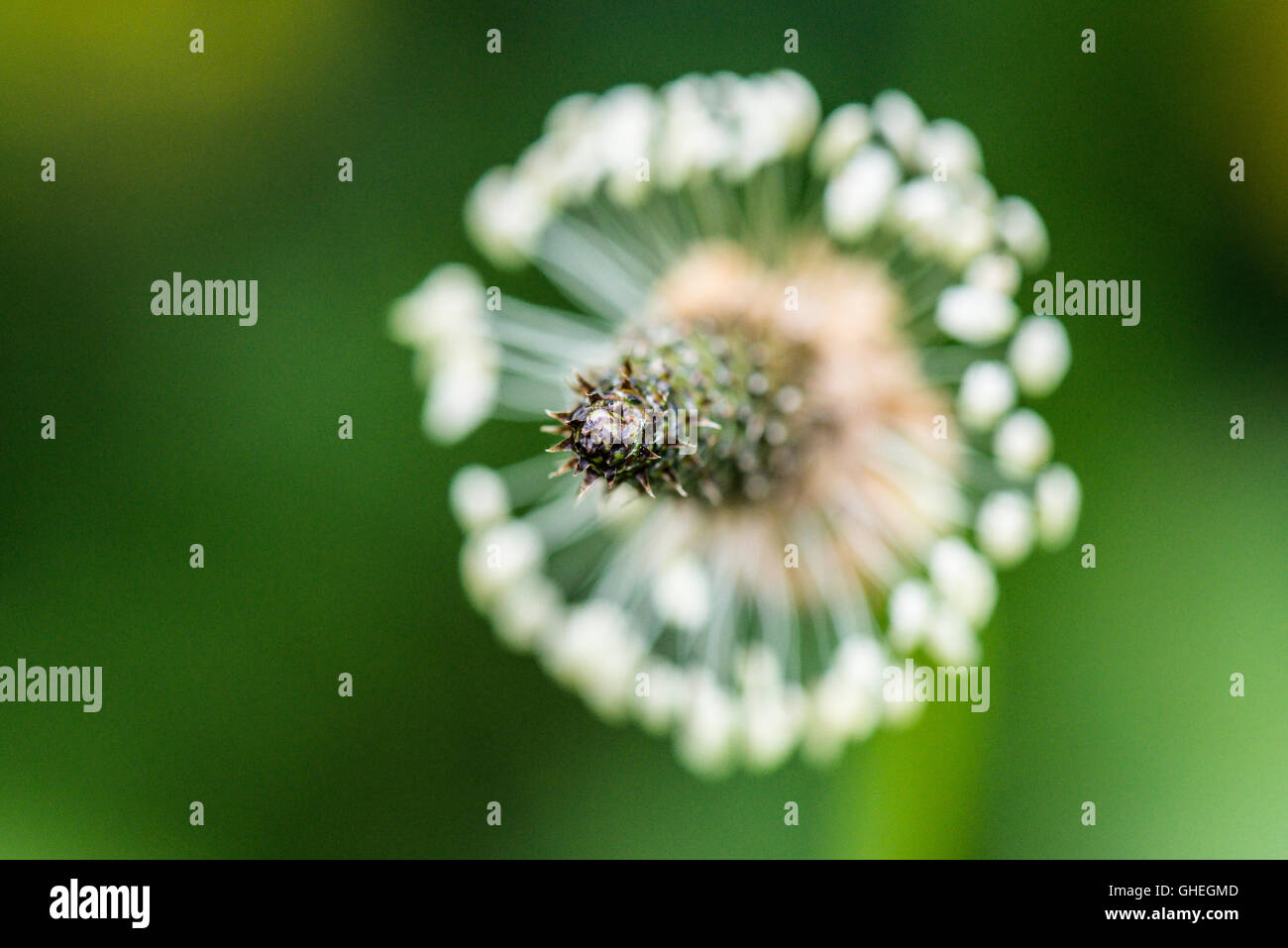 Fiore di piantaggine (Planzago lanceolata) Foto Stock