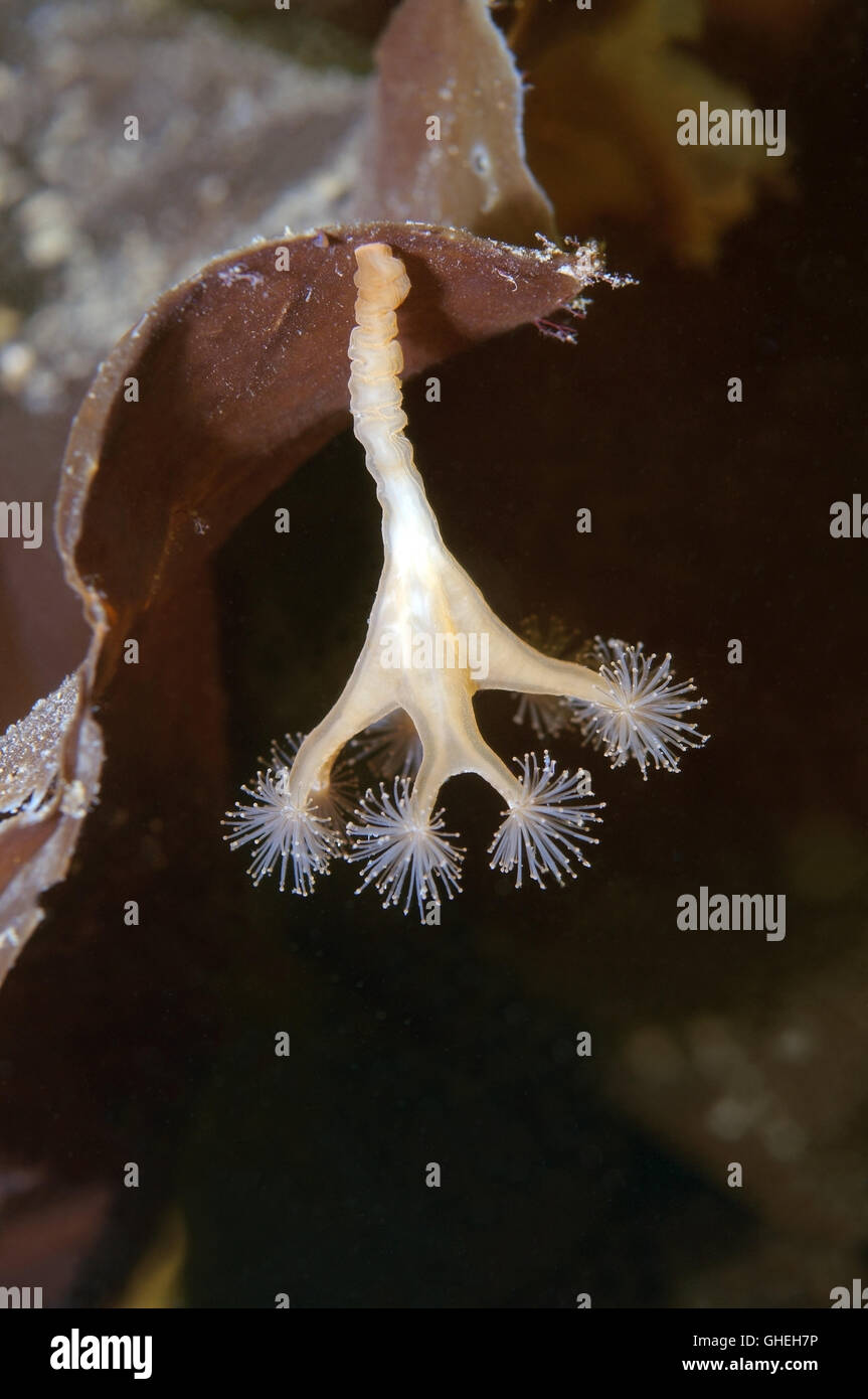 Sgambate meduse o Caleidoscopio Medusa (Lucernaria quadricornis) Mare Bianco, Arctique russo Foto Stock