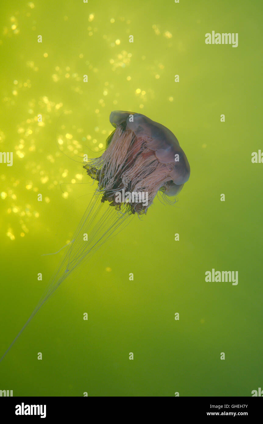 Leone la criniera meduse, meduse giganti o capelli jelly (Cyanea capillata) Mare Bianco, Arctique russo Foto Stock