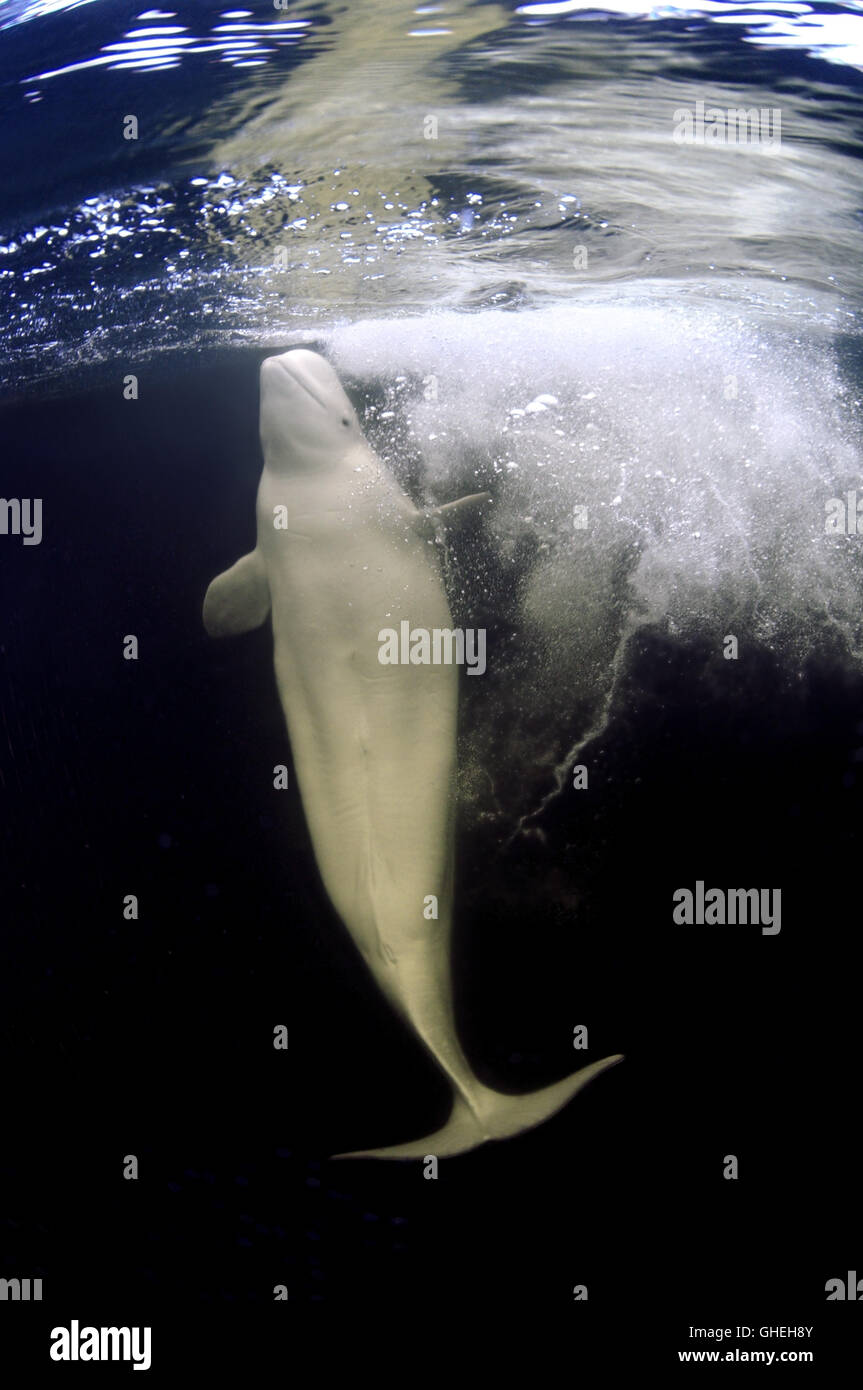 La balena Beluga o la balena bianca (Delphinapterus leucas) nuota in bolle d'aria sotto la superficie dell'acqua nell'Artico russo Foto Stock