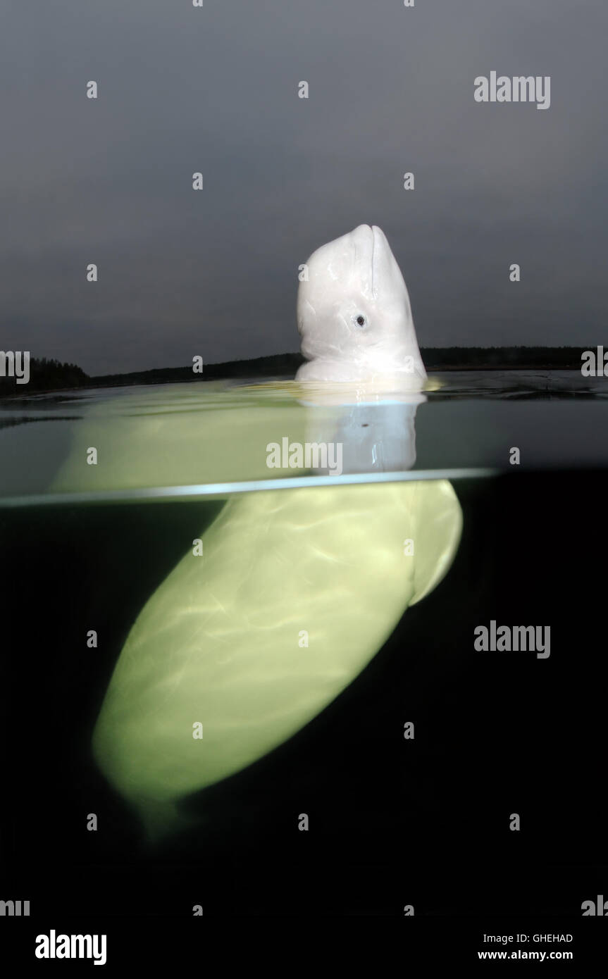 Subacquea a livello diviso, balene Beluga o balena bianca (Delphinapterus leucas) Mare Bianco, Arctique russo Foto Stock