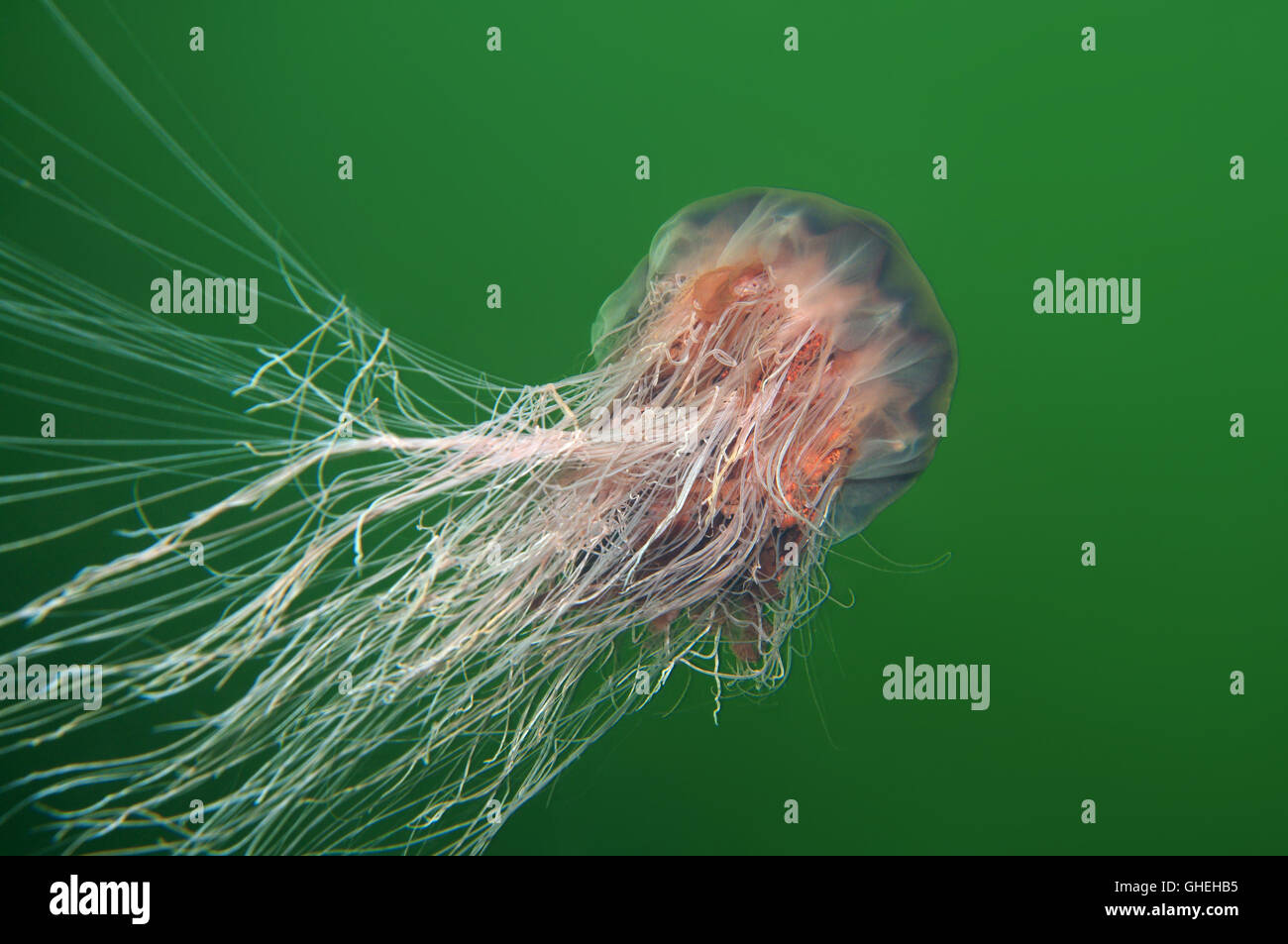Leone la criniera meduse, meduse giganti o capelli jelly (Cyanea capillata) Mare Bianco, Arctique russo Foto Stock