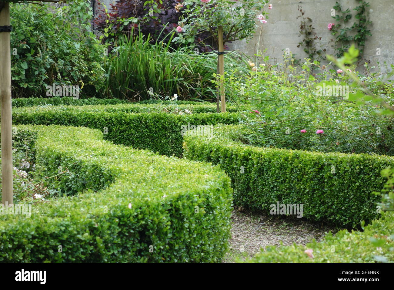 Basse siepi in un rosegarden, il Argory, Irlanda del Nord Foto Stock
