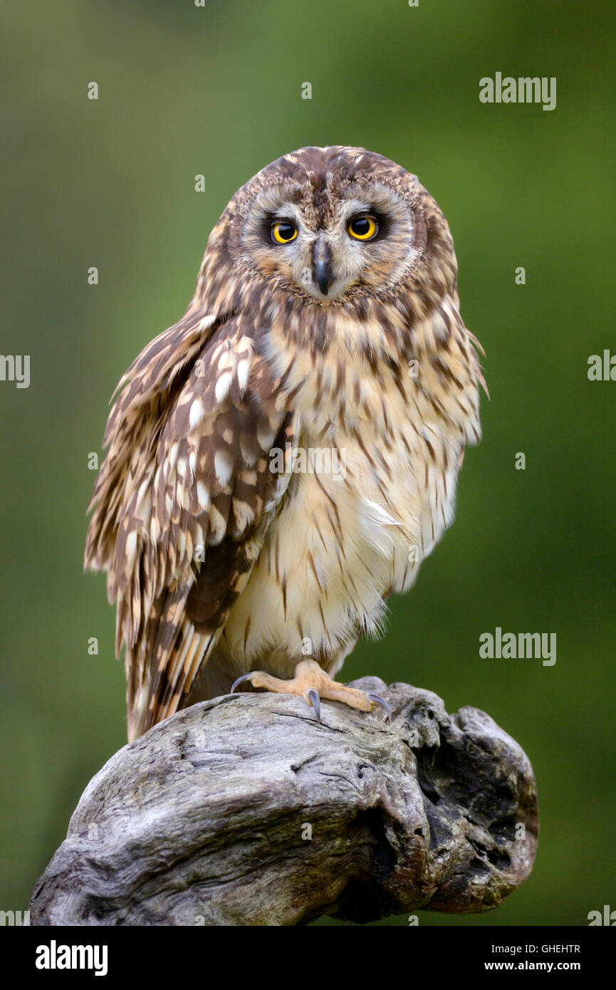Corto-eared owl (Aseo flammeus) - REGNO UNITO Foto Stock