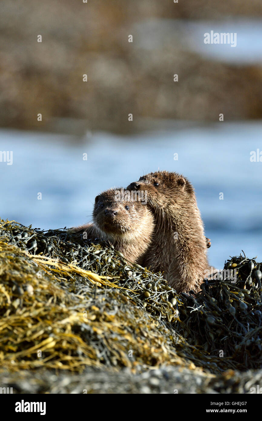 Lontra europea (Lutra lutra), Regno Unito Foto Stock