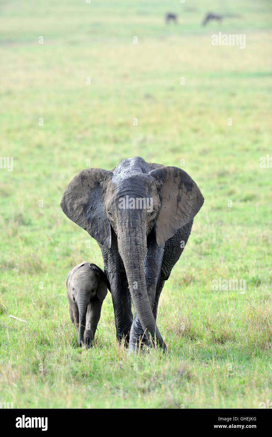 Elefante africano (Loxodonta africana Africana) - Massai Mara, Kenya, Africa Foto Stock