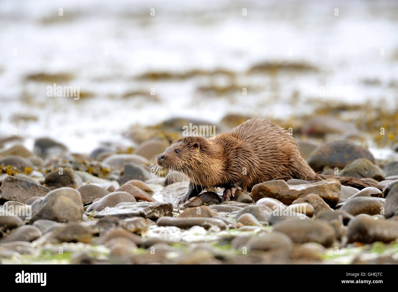 Lontra europea (Lutra lutra), Regno Unito Foto Stock