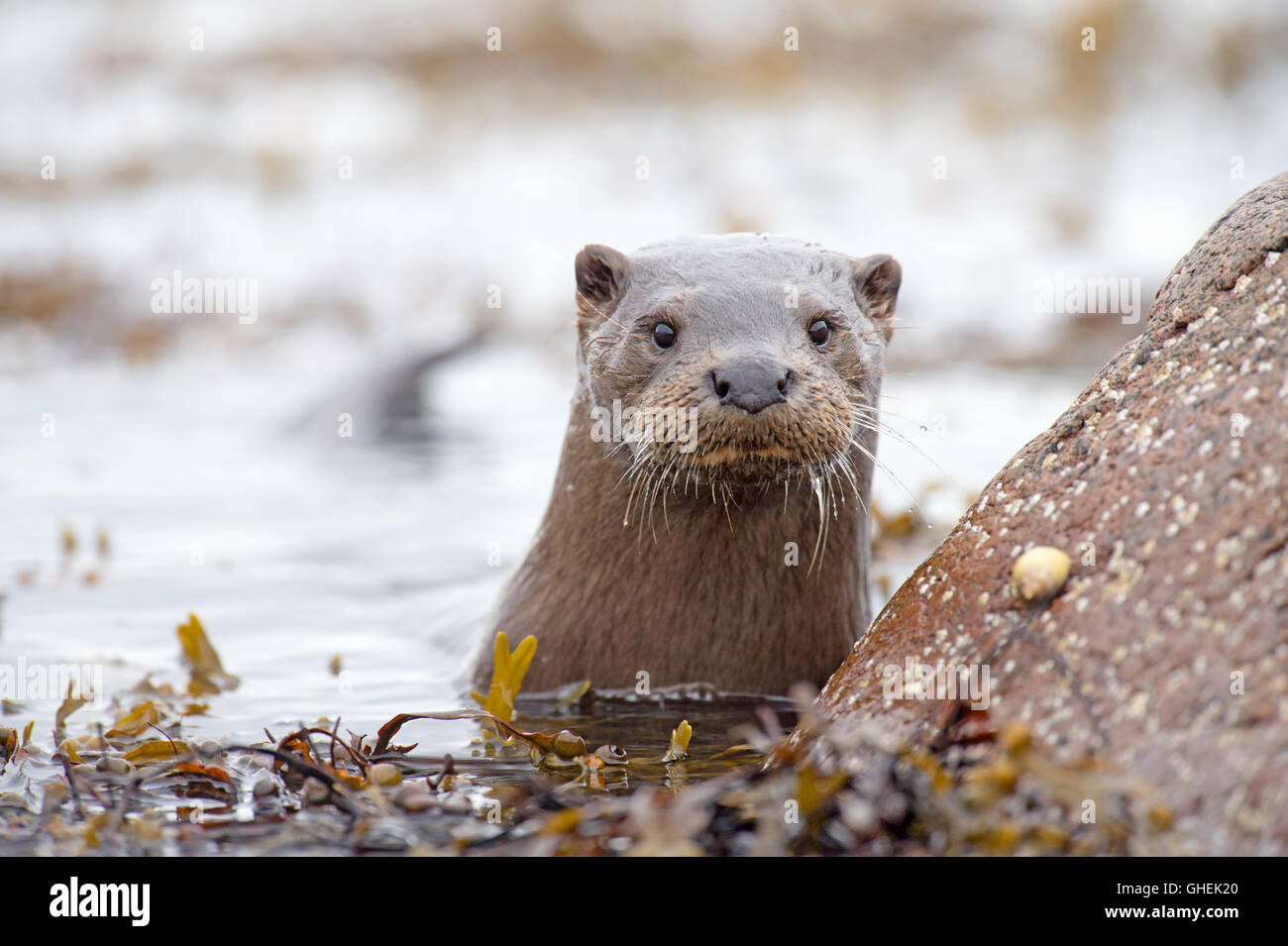 Lontra europea (Lutra lutra), Regno Unito Foto Stock