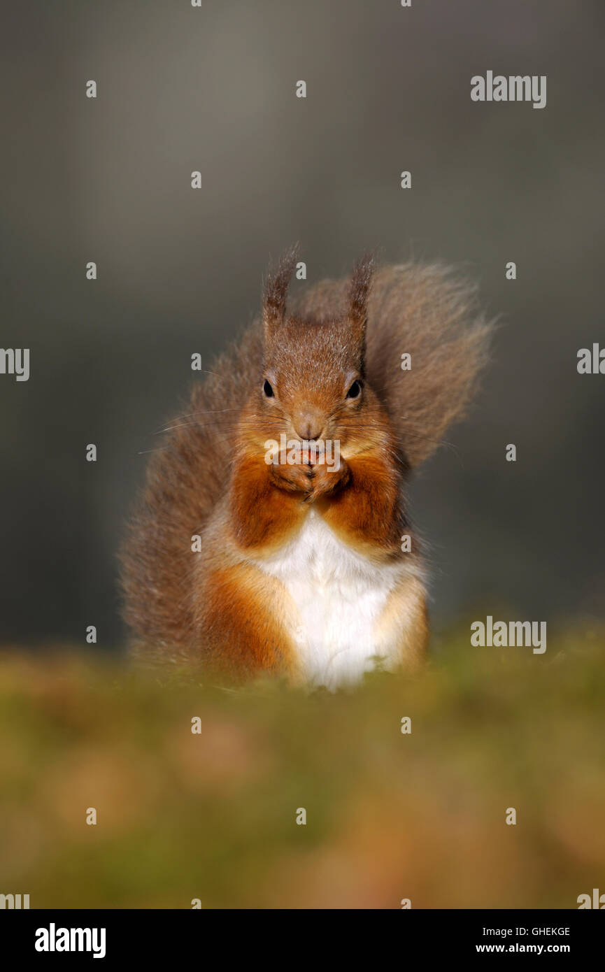 Red scoiattolo (Sciurus vulgaris) Foto Stock