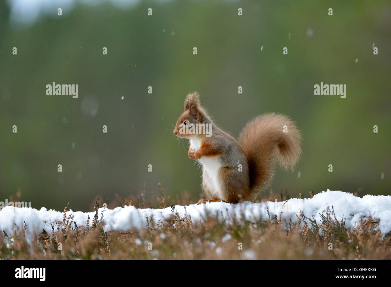 Red scoiattolo (Sciurus vulgaris) Foto Stock