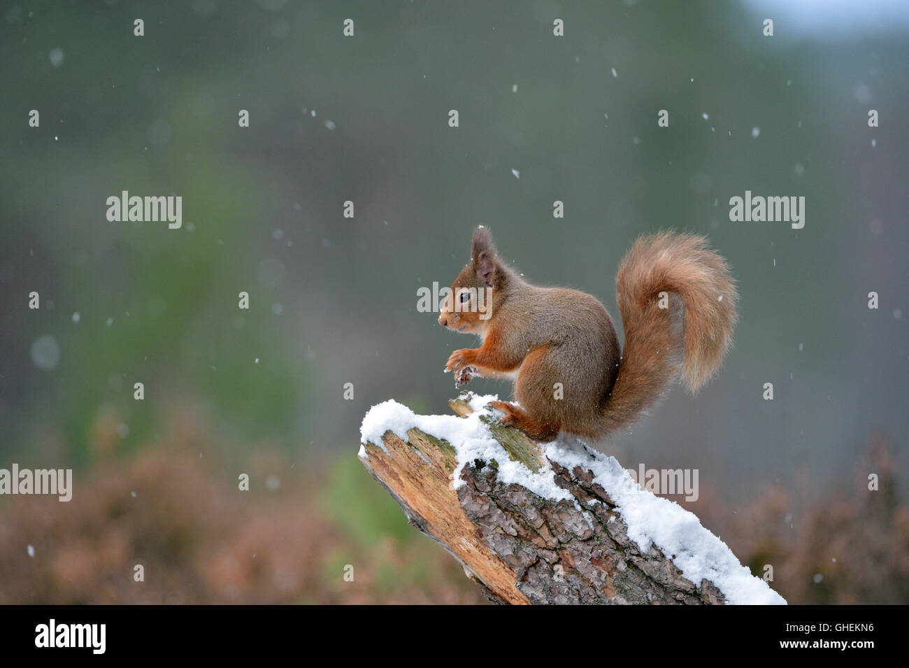Red scoiattolo (Sciurus vulgaris) Foto Stock