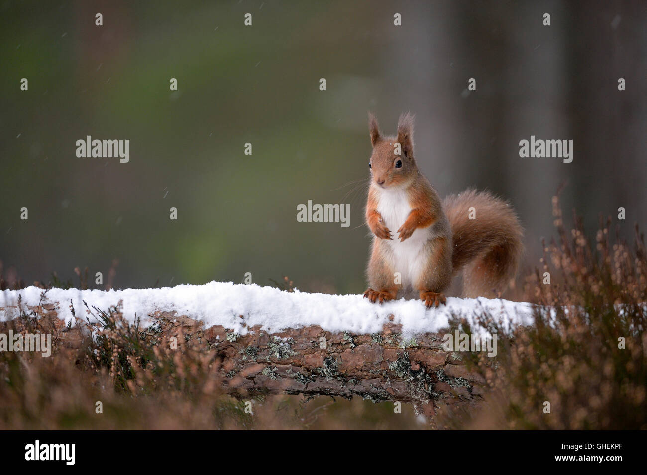 Red scoiattolo (Sciurus vulgaris) Foto Stock