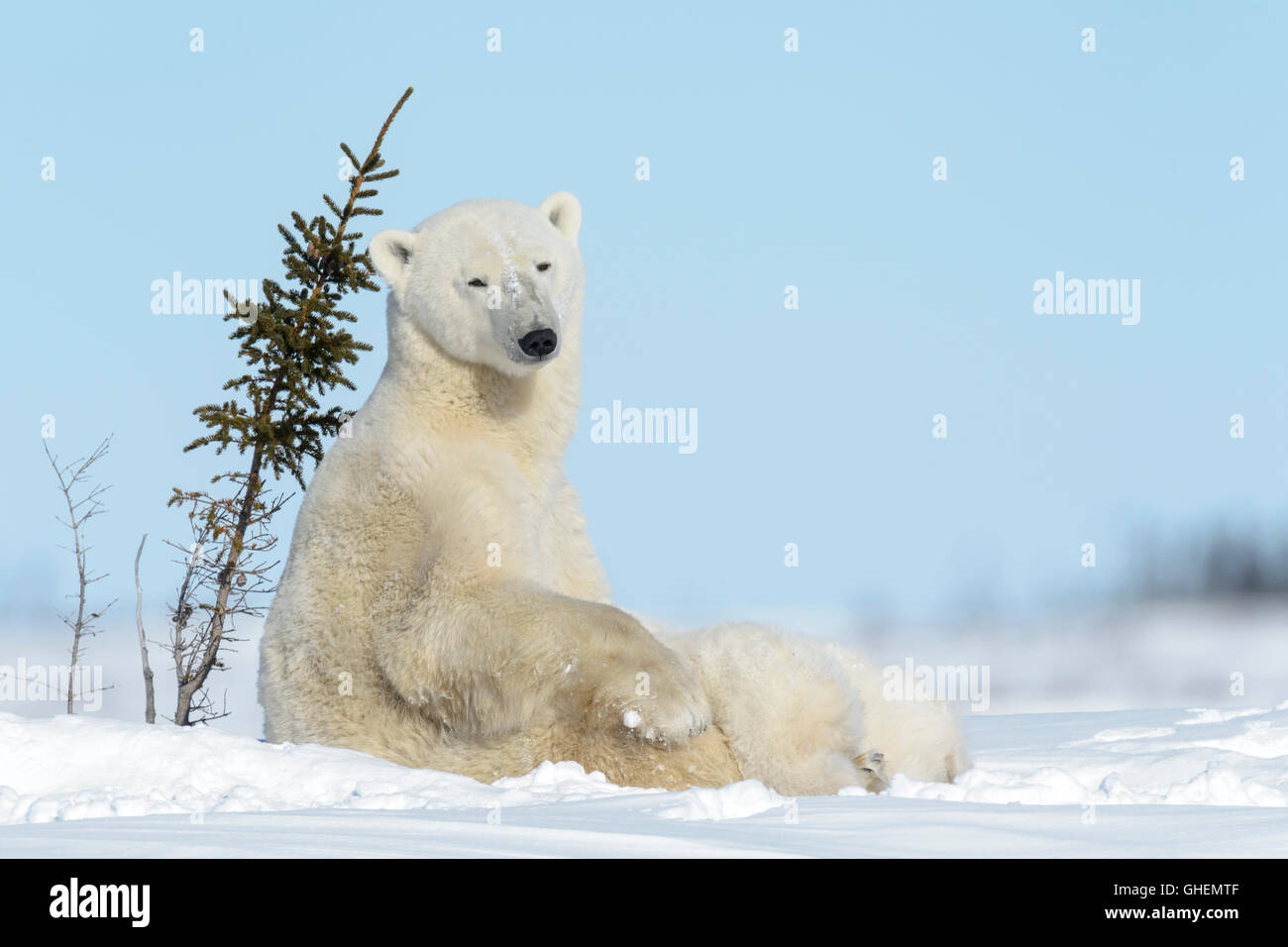 Orso polare madre (Ursus maritimus) infermieristica e alimentazione di due lupetti, Wapusk National Park, Manitoba, Canada Foto Stock