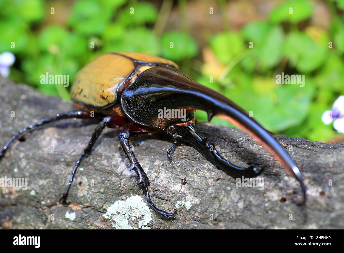 Hercules beetle (Dynastes hercules) in Ecuador Foto Stock