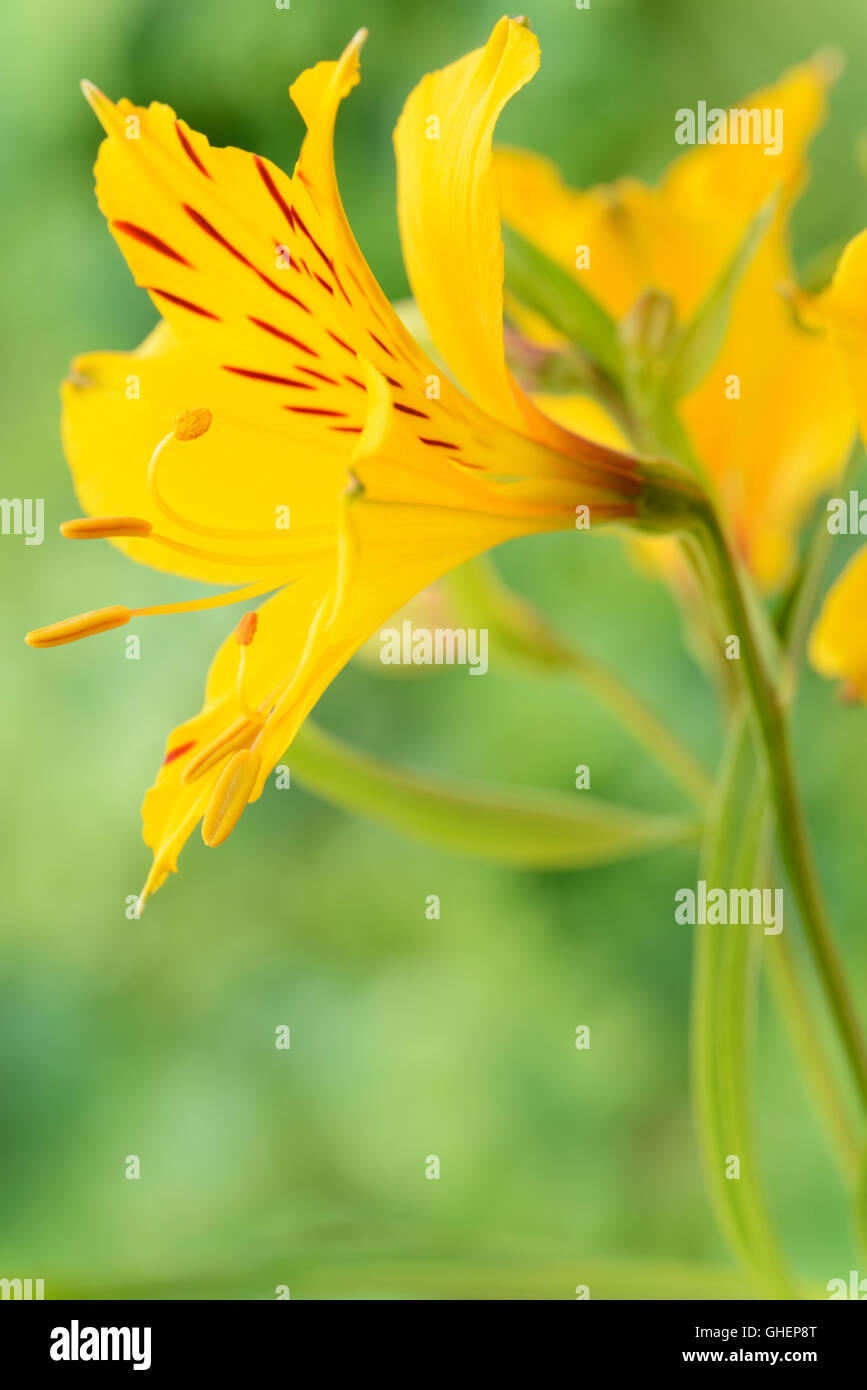 Alstroemeria aurea giglio peruviano Giugno Foto Stock