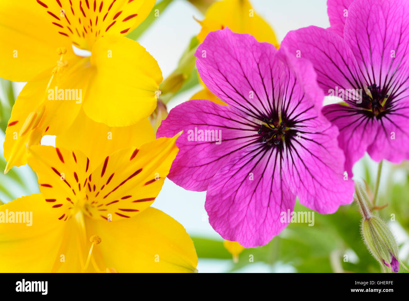 Alstroemeria aurea giglio peruviano e Geranium psilostemon AGM cranesbill armeno Giugno Foto Stock