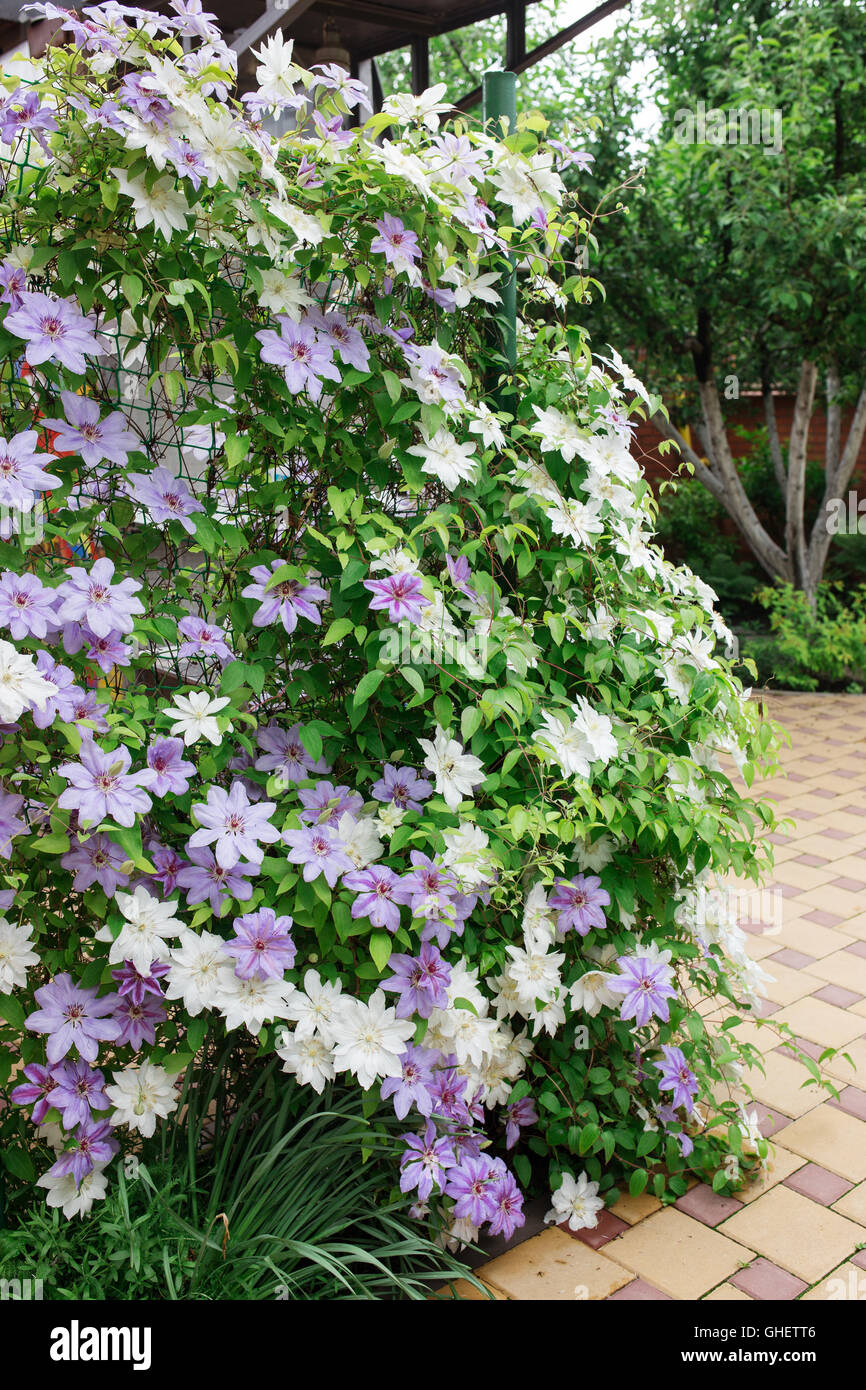La clematide fiori che copre completamente un recinto nel giardino di casa. Foto Stock