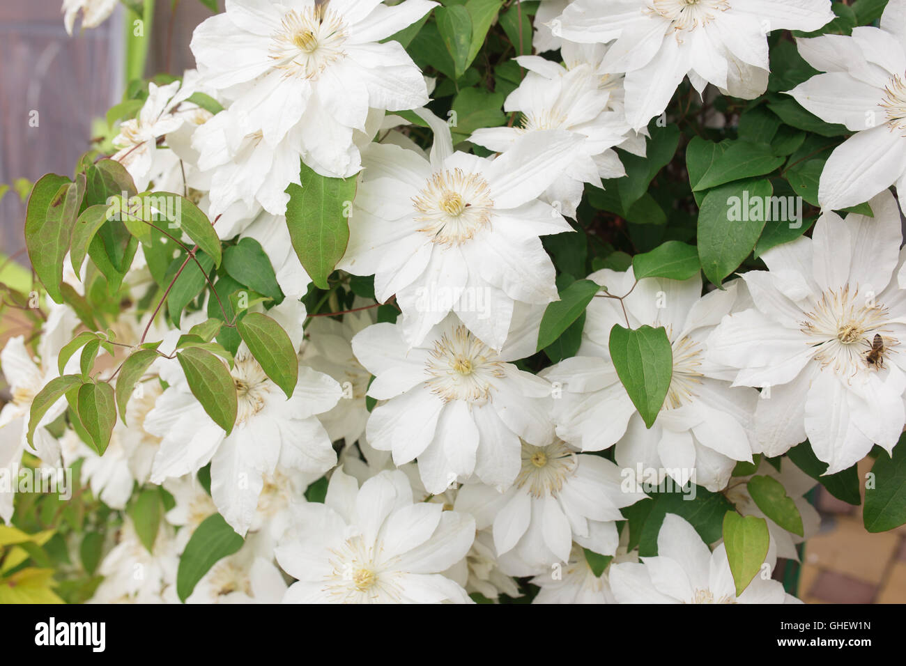 Clematide bianco fiori, close up foto Foto Stock