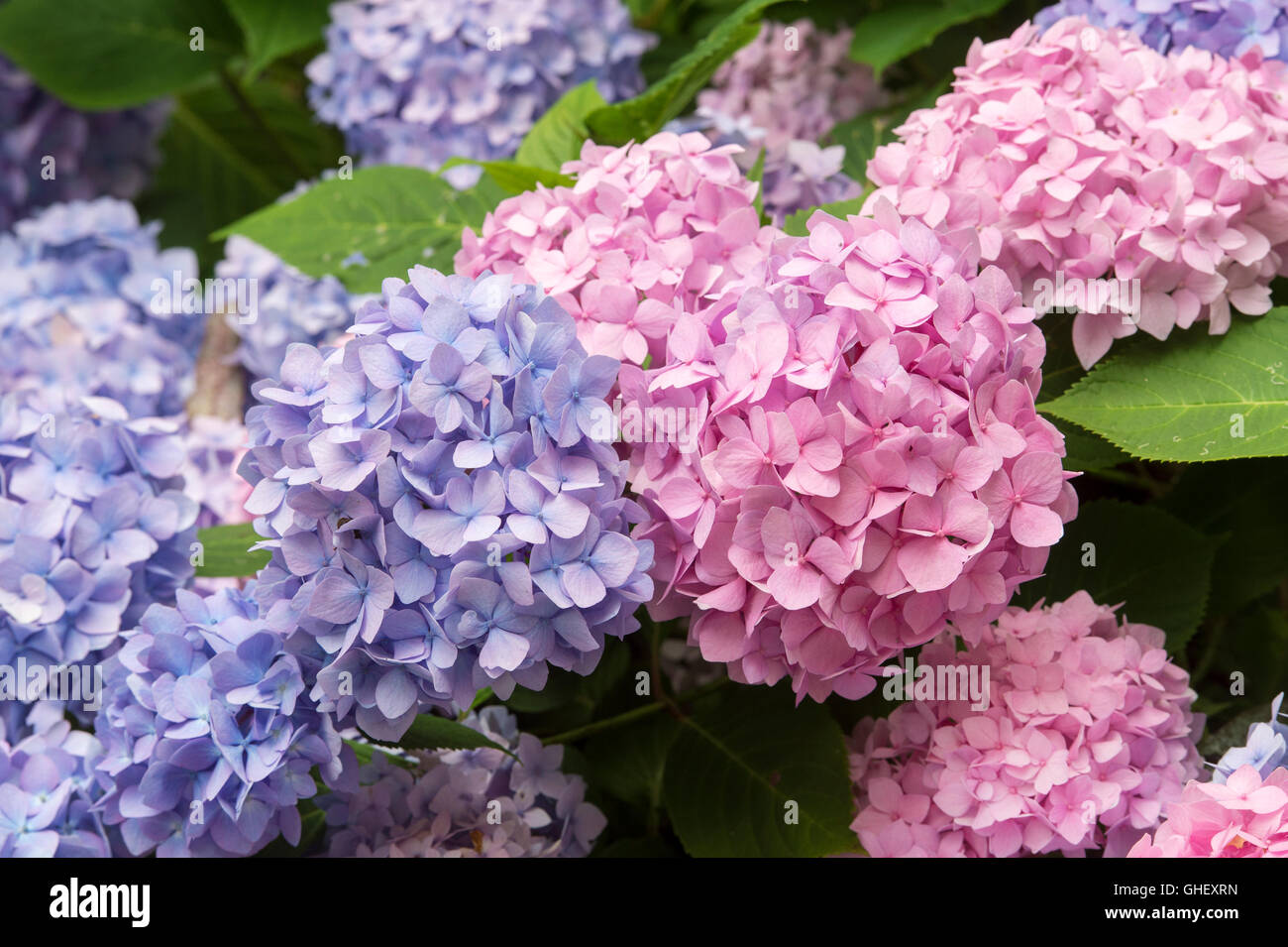 Hydrangea macrophylla 'Endless Summer bailmer' fiori Foto Stock